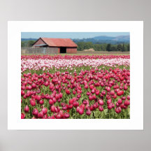 Tulip Fields Poster