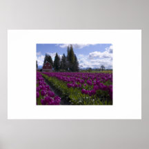 Tulip Fields Poster