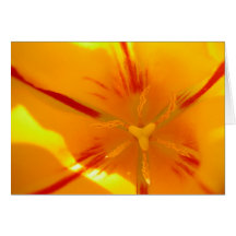 Tulip Flare Card