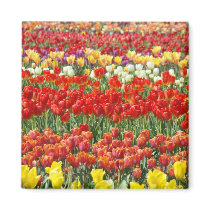 Tulip Flower Festival magnets Red Tulips