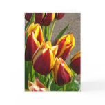 Tulip Flower Garden Greeting Cards Spring Tulips
