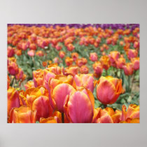 Tulip Flowers art posters Pink Orange Tulips