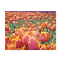 Tulip Flowers Festival postcards Tulips Floral