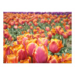 Tulip Flowers Photography art prints Tulips Floral photography