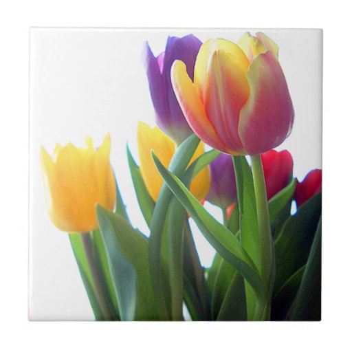 Tulip Flowers Tile