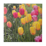 Tulip Flowers Tile