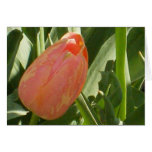 Tulip from Central Park cards