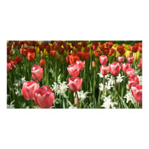 Tulip Garden DSC0855