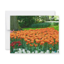 Tulip Garden DSC0861