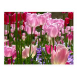 Tulip Garden Post Cards