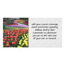 Tulip Gardens