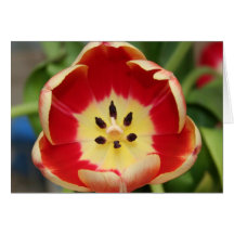 Tulip Greeting Cards
