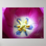 Tulip Heart Posters