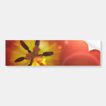 Tulip in Sunlight Bumper Sticker