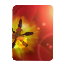 Tulip in Sunlight  Magnet