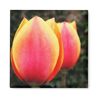 tulip magnet magnet