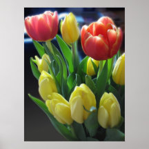 Tulip Photo Poster Art