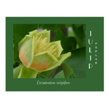 Tulip Poplar Flower Postcard