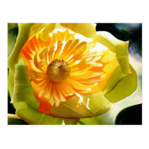 "Tulip Poplar" Yellow Flower Watercolor Post Card