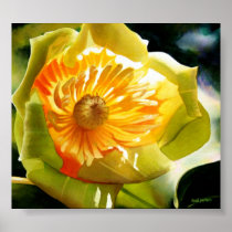 "Tulip Poplar" Yellow Flower Watercolor Poster