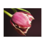 Tulip (postcard)