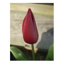 Tulip Postcard