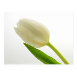 Tulip Postcard