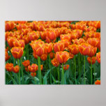 Tulip Poster