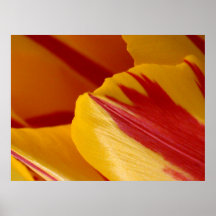 Tulip Posters