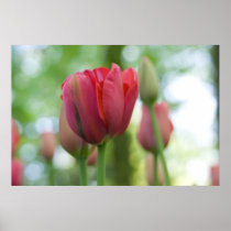 Tulip Poster