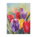 Tulip rainbow