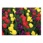Tulip Rainbow Business Card Templates