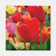 Tulip Rainbow Magnet
