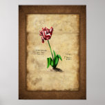 Tulip (Semper Augustus) Plaat