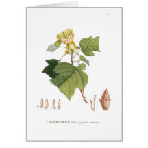 Tulip Tree Greeting Cards
