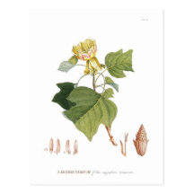 Tulip Tree Post Cards