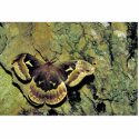 Tulip-tree silk moth photo sculptures