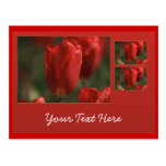 Tulip Tryptych Postcard