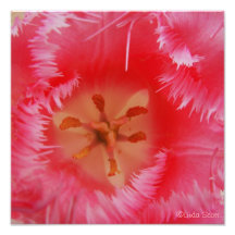 Tulip with pink frnge photo art