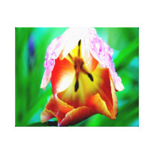 Tulip Wrapped Canvas Art Canvas Prints
