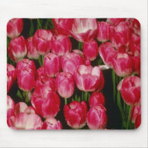 Tulipa Gesneriana 'Coriolor' (Tulip) flower Mousepad