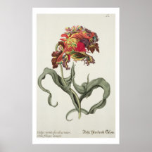 Tulipa Monstrosa Rubra Maior Poster