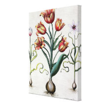 Tulipa Perfica non aperta, Tulipa Polyanthos Praco Stretched Canvas Print