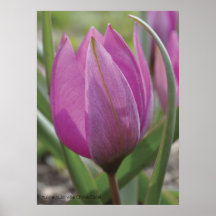 Tulipa pulchella poster