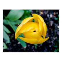 Tulipe Carte Postale