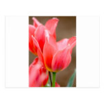 Tulipe de corail cartes postales