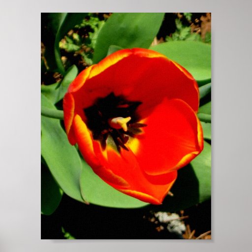 Tulipe de Pâques en Géorgie Posters