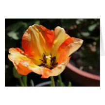 Tulipe orange carte de vœux