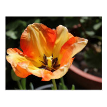 Tulipe orange carte postale
