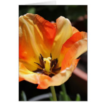 Tulipe orange cartes